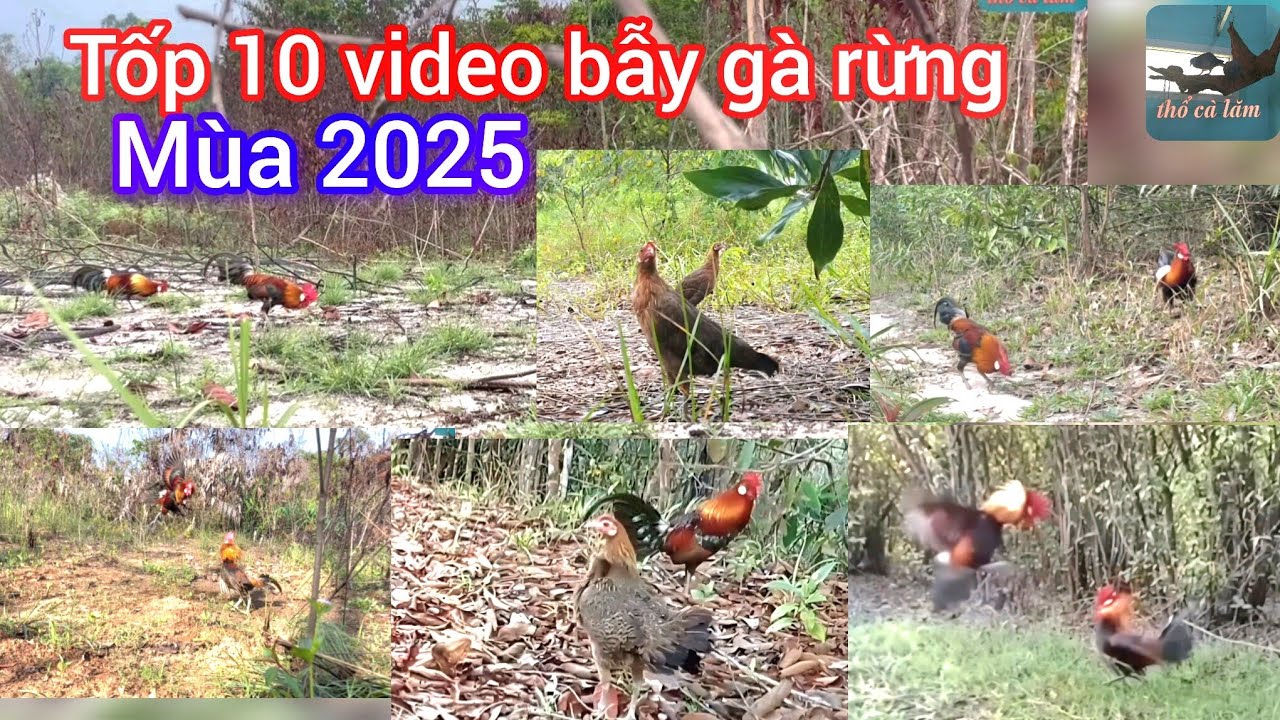 Bẫy gà rừng Campuchia- thái lan. Tổng hợp top 10 video bẫy gà rừng hay nhất 2025