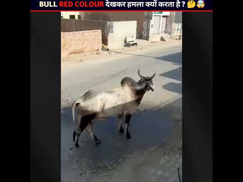Bull Red Color Par Attack Kyun Karta Hai? Sach Hairan Karega 😱 #shorts | RD FACTKOSH |