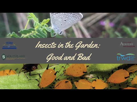 Vídeo: Nosema Locustae Esquer per a jardins: com utilitzar el control de plagues de Nomesa Locustae