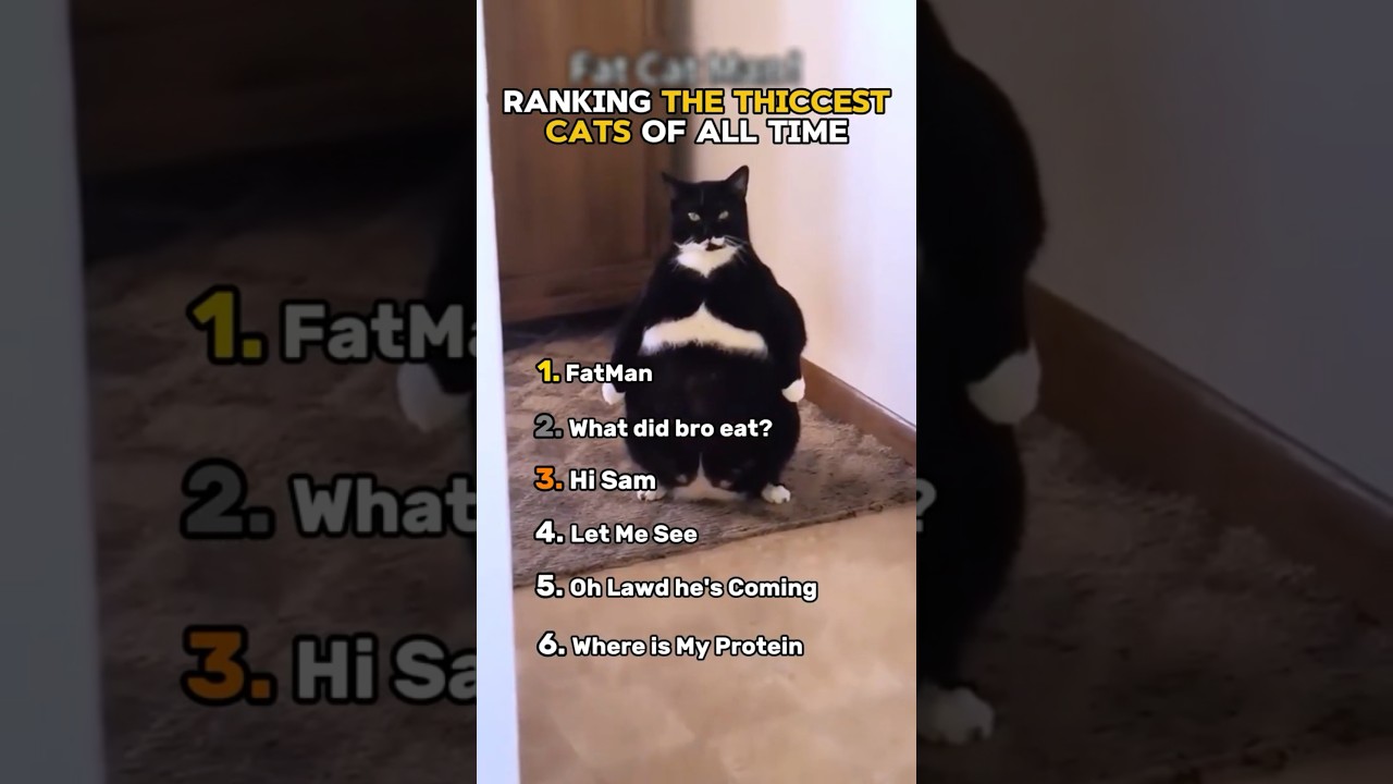 Ranking the Thiccest Cats of All Time🐱🍩