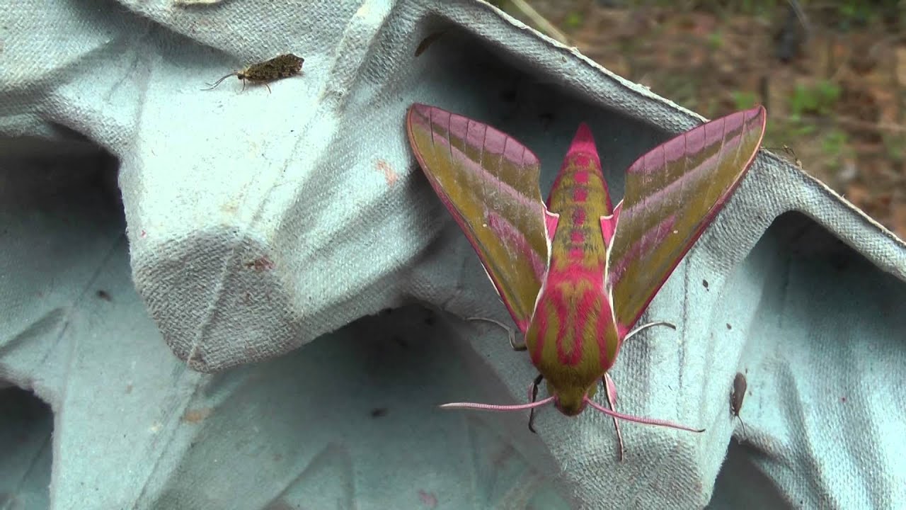Moth Trap.  June 18th 2014