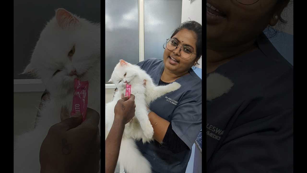 if u want to deworm cat at home? see this vedio. 