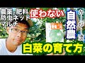 【白菜栽培】防虫ネットもビニールマルチも農薬肥料も一切使わないハクサイの育て方たね蒔きから収穫までの要点まとめて解説《無農薬無施肥/自然農/自然栽培》
