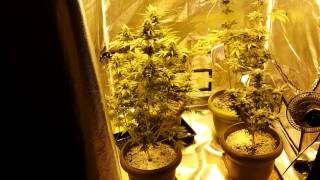 Flower Update Day 44 (though'ts on co2 \ Indoor vs Outdoor)