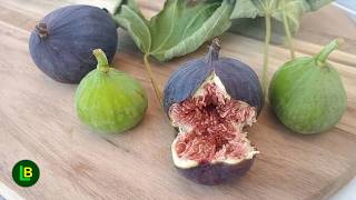 Who can eat figs and who shouldn't? Why are fig leaves eaten?