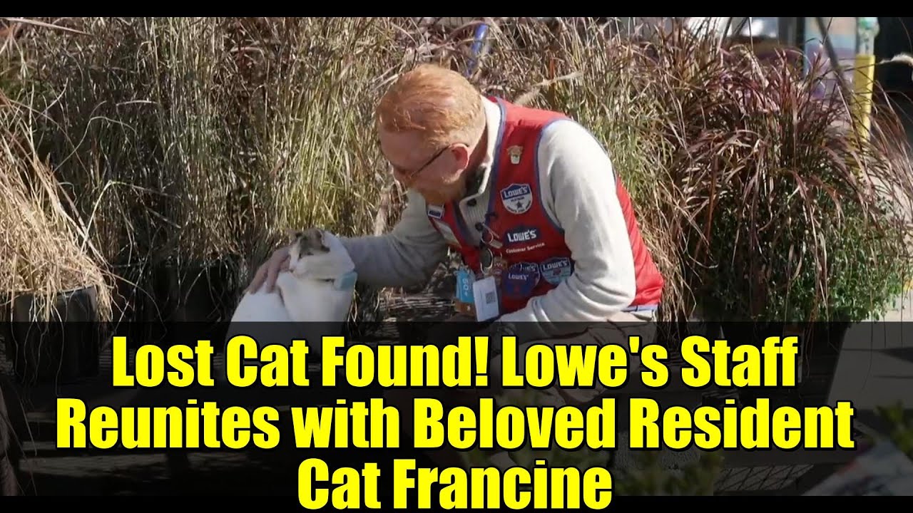 Найден пропавший кот! Сотрудники приюта «Lowe's» воссоединяются с любимой кошкой Франсин.
