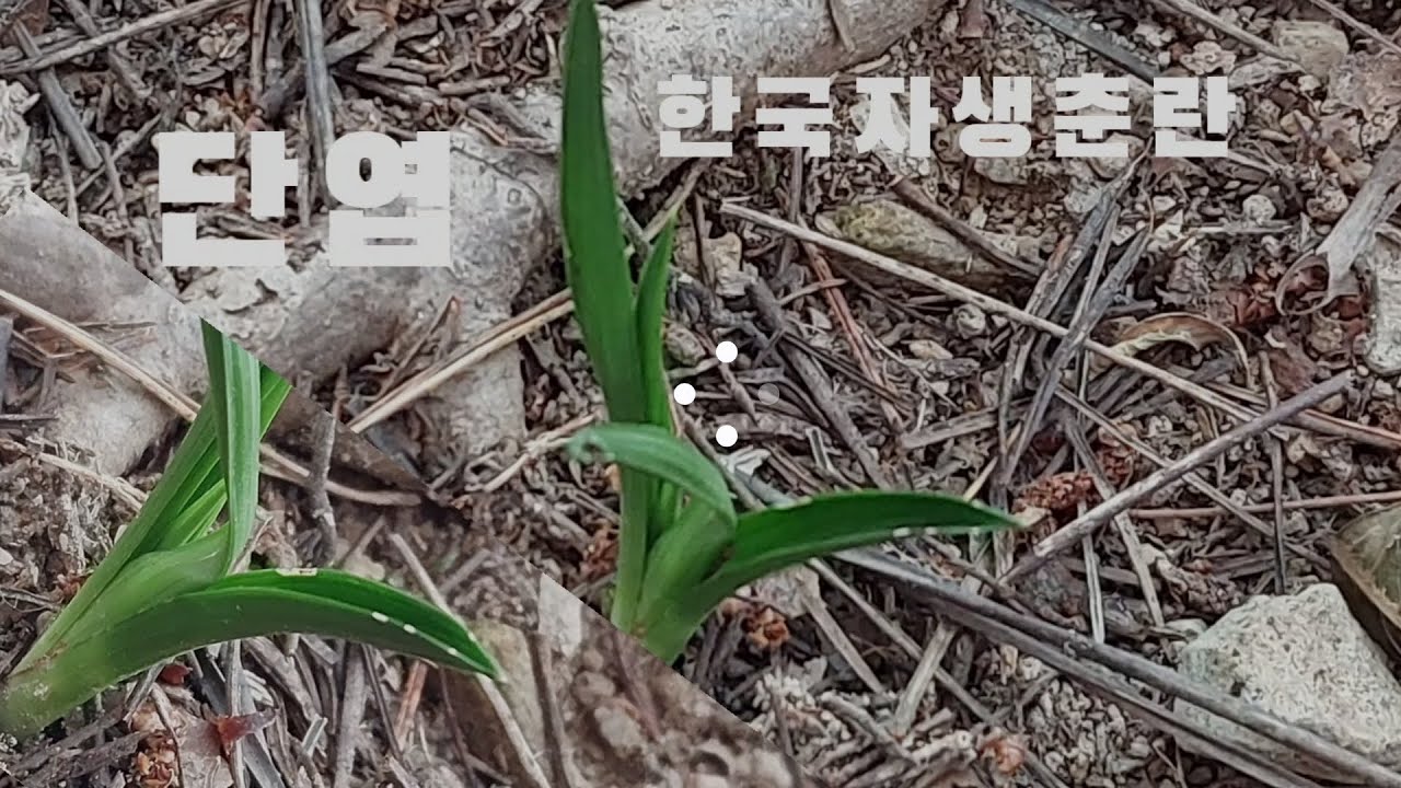 #춘란#산채#단엽#환엽을 만났네요#난초랑