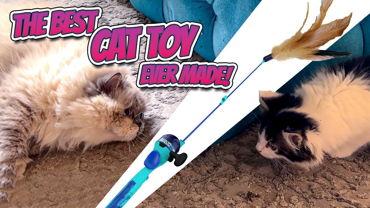 FISHING FOR CATS (REAL FISHING ROD AKA BEST CAT TOY EVER MADE