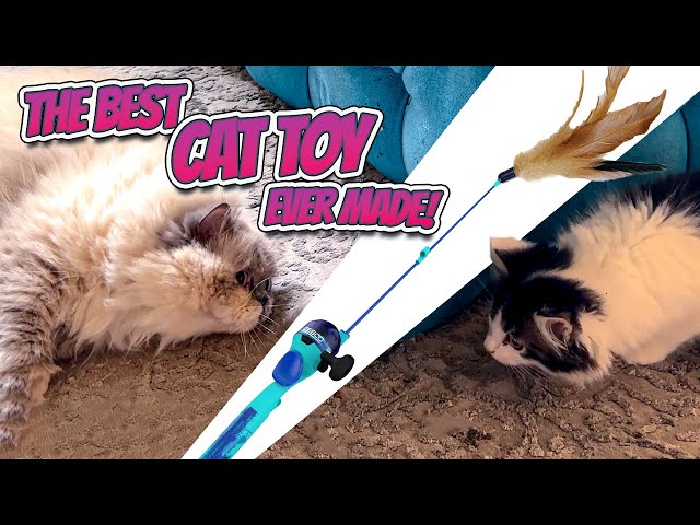 FISHING FOR CATS (REAL FISHING ROD AKA BEST CAT TOY EVER MADE) - YouTube