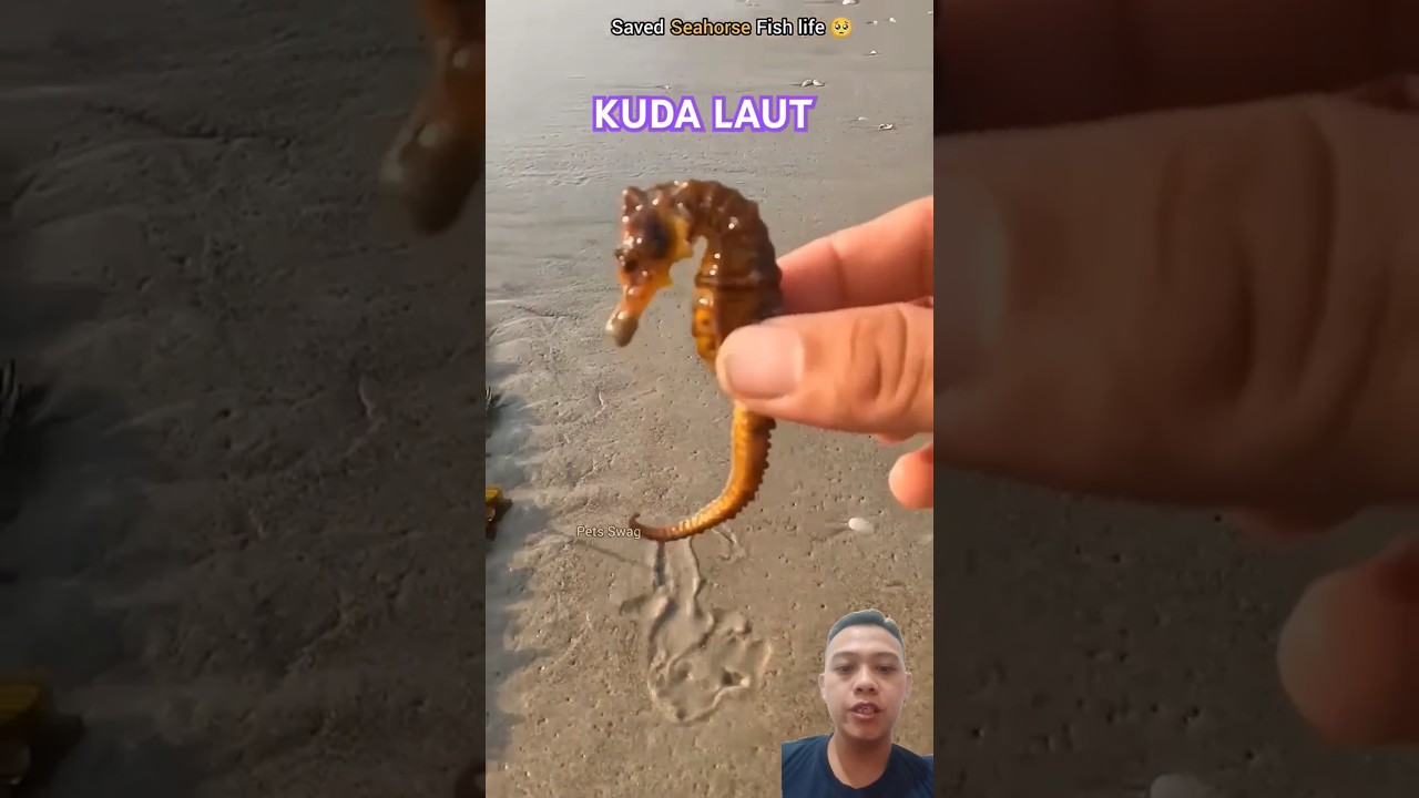 KUDA LAUT MASIH HIDUP 