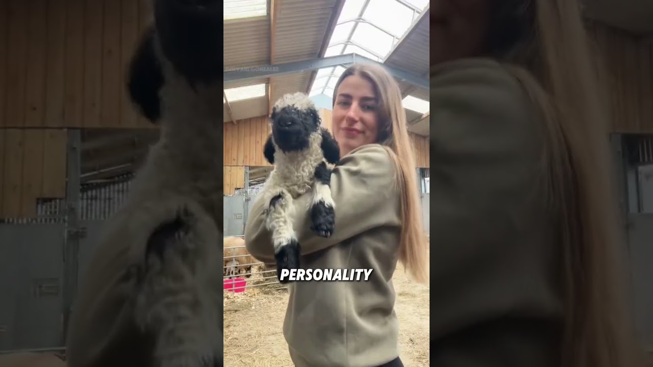 Овца, черты морды которой нечетко видны 