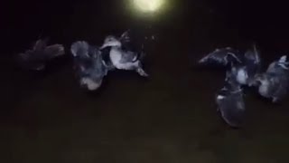 tiếng mòng két huỷ diệt 2023 bản kinh tế cạnh tranh.tiếng đã tes ăn chim mạnh k làm ae thất vọng