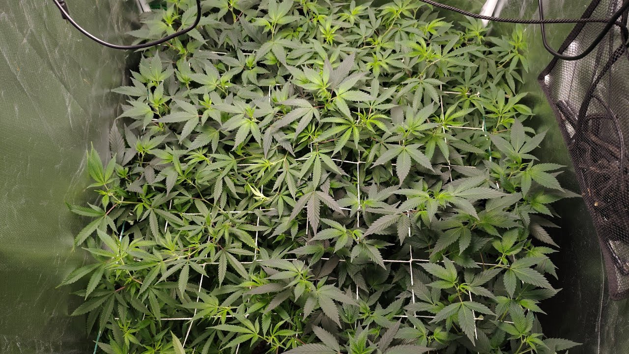 GREATEST WAY TO STRIP well SCHWAZZE YOUR PLANTS! Swapping Tentz! INCREASE YOUR YIELDS TREMENDOUSLY!!