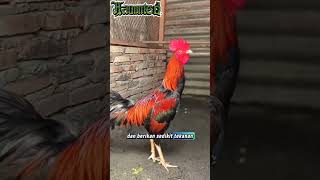 Pecinta Ayam Laga #shortvideo #viral