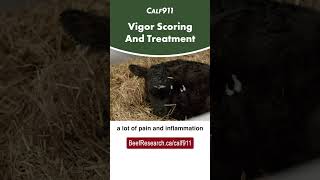 VIGOR scoring and treatment for newborn calves   #calving #calf911   #beefcattle  #calvingseason