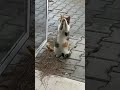 Ultimate Cat Lover S Guide 仆 誓 5 Essential Tips For A Purr Fect Feline Friendship Ultimate Cat Lover S Guide 仆 誓 5 Essential Tips For A Purr Fect Feline Friendship