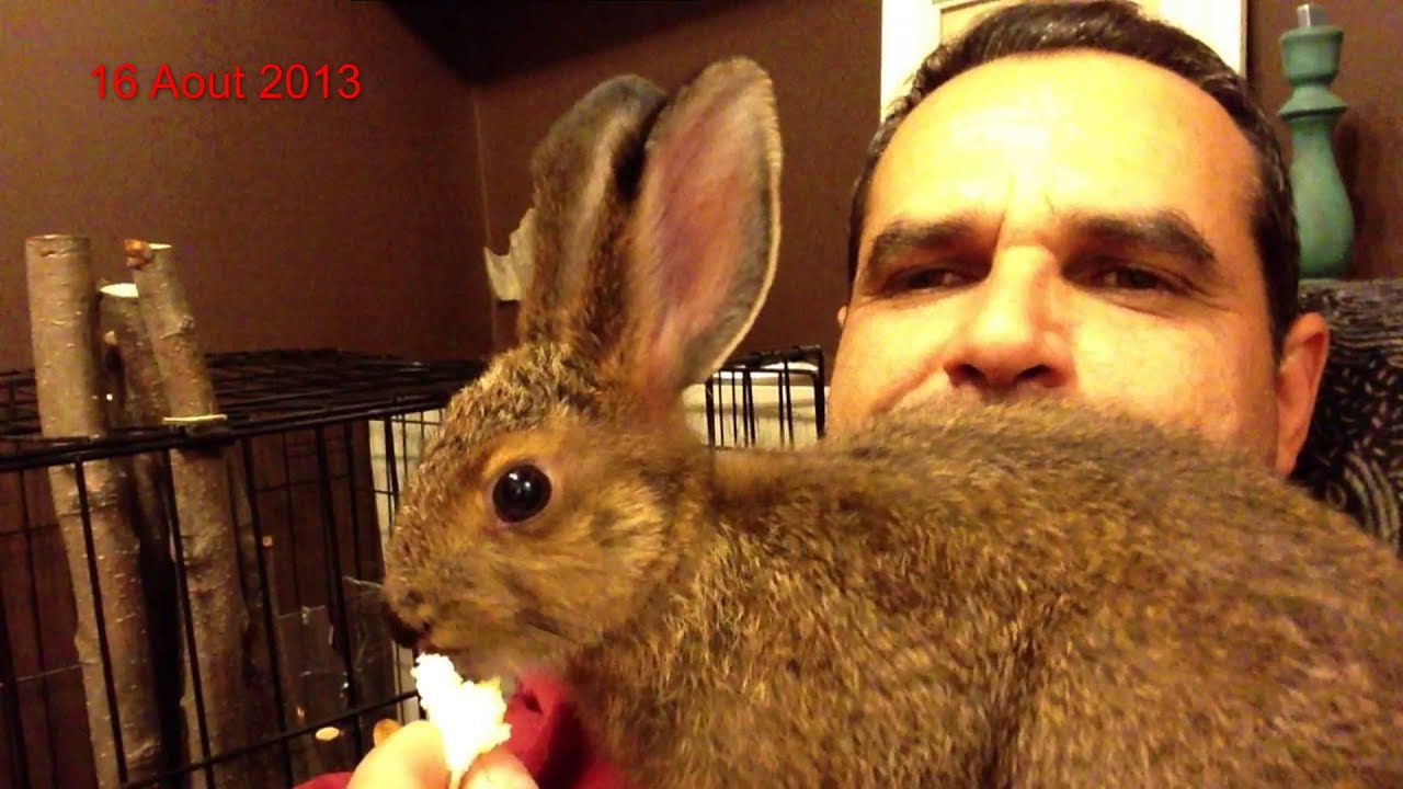 Notre Lievre 7 Semaines Youtube