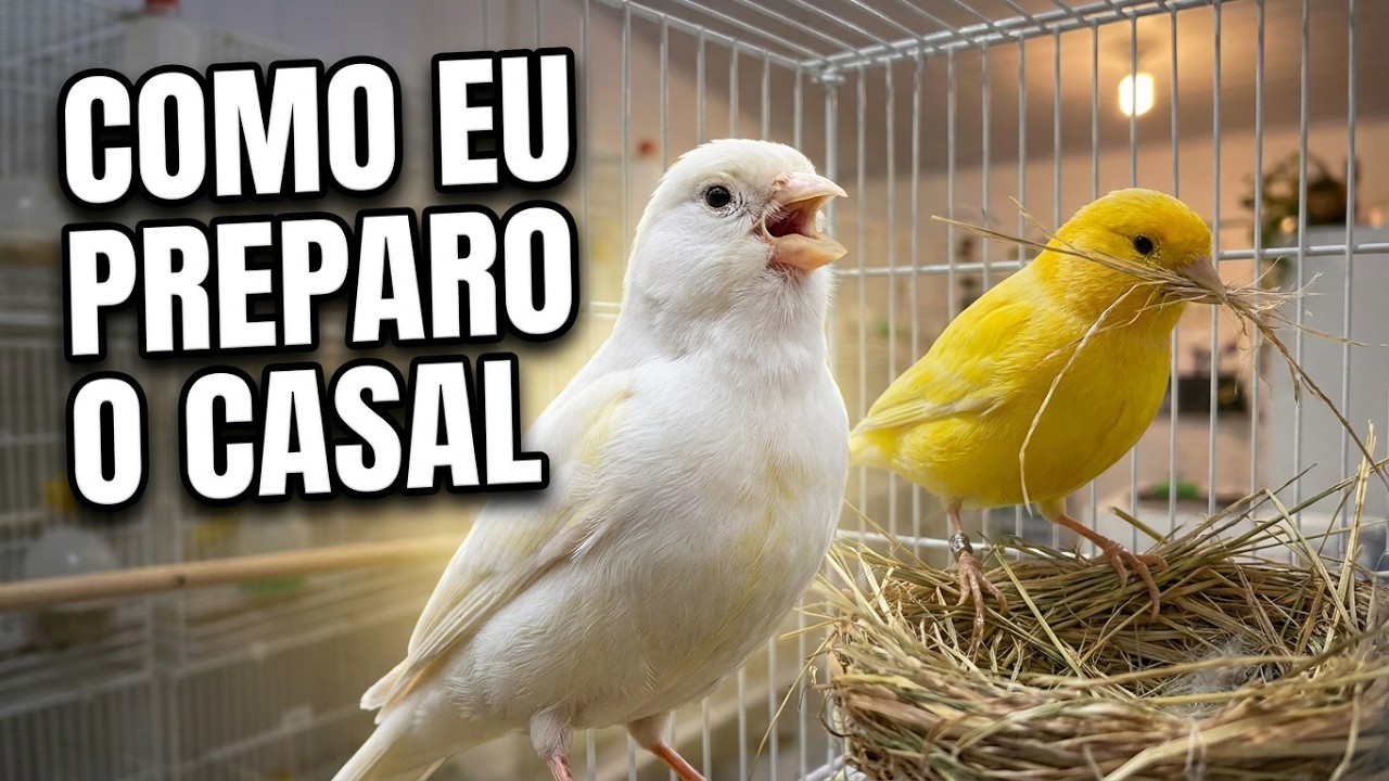 "NÃO JUNTE O CASAL antes de ver isso: O Método Infalível de Manejo!"