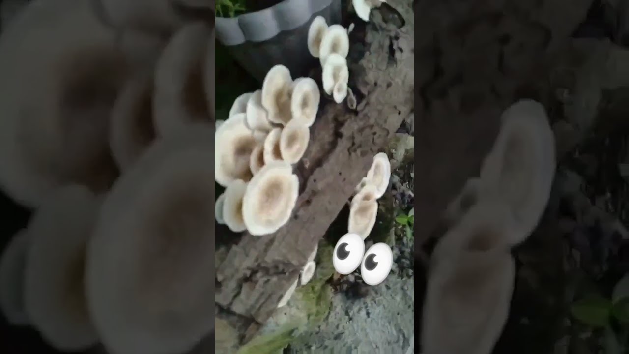 Enjoying in ForestSound 🌴🌿 