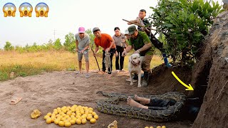 Panic, 6 Brave Hunter with Pitbull Dog Confront Giant Python Lays Golden Eggs To Save Girl