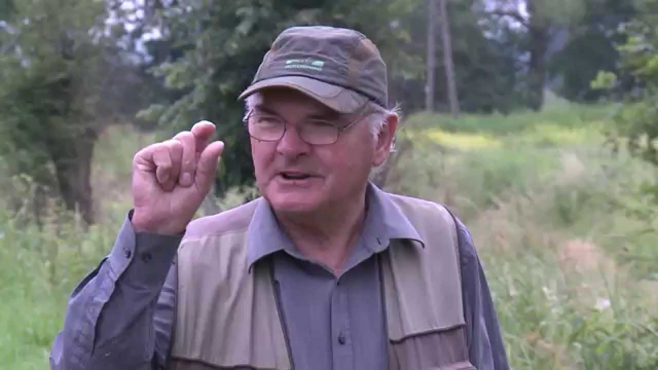 Odławianie lipcówki.