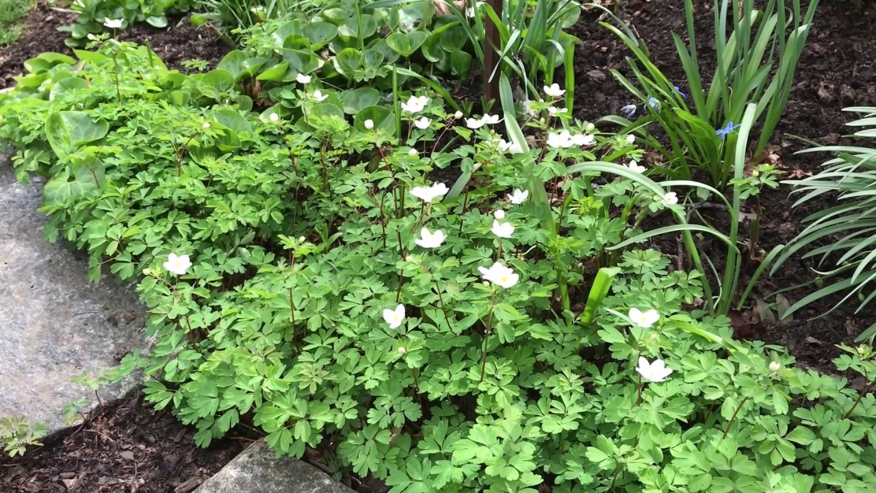 Thalictrum, rue anemone