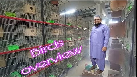 Lovebirds & Fawn Java Breeding Setup #hobby #passion #business #petsbysbz