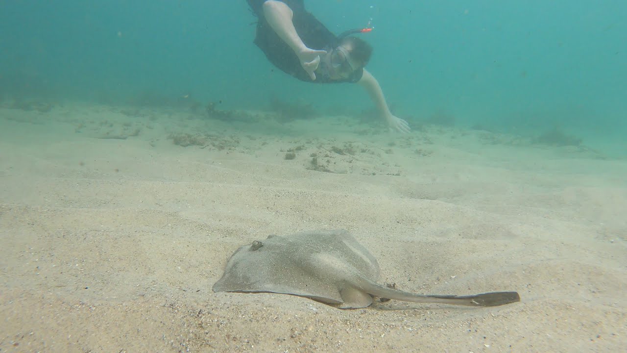 Snorkeling at Cabbage Tree Bay & Gordons Bay w/ The Crew YouTube