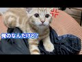ジャージを取ろうとしたらブチギレる子猫が可愛いすぎる