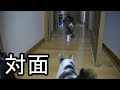 先住猫と子猫を対面させてみた