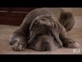 Neo Mastiff Puppies Play Hide-and-Seek from Dad | Too Cute!