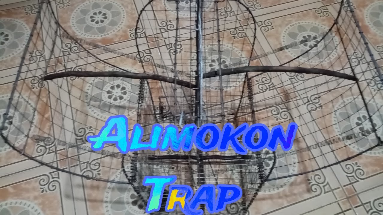 paggawa ng trap para sa alimokon at kulo kulo | white eared brown dove.