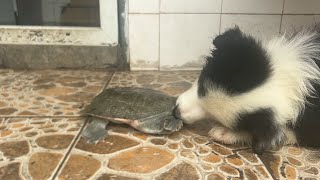 I made braised soft-shelled turtle for Border Collie Wai Wai, and he liked it very much. screenshot 2