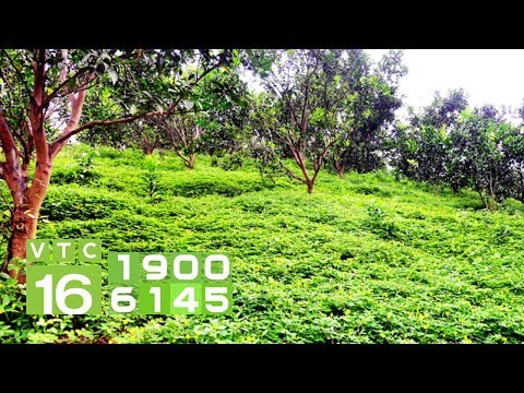 Video Cách trồng xen cây lạc dại vào vườn tiêu | VTC16 - youtube