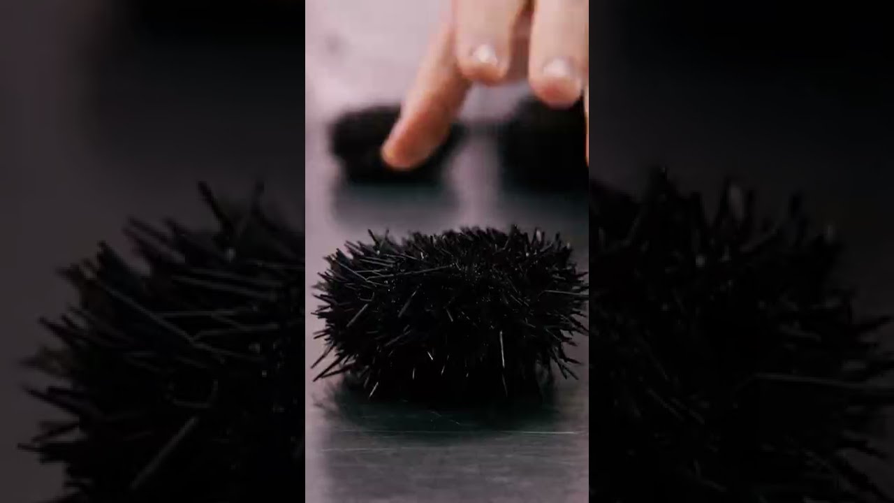 Restaurant Nectari - Erizos de Mar