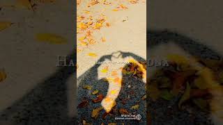 ##shadowsong #tom_jerry