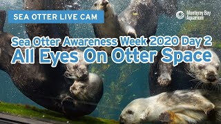 Sea Otter Awareness Week 2020 Musteli-Day 2! | Monterey Bay Aquarium Live Sea Otter Cam