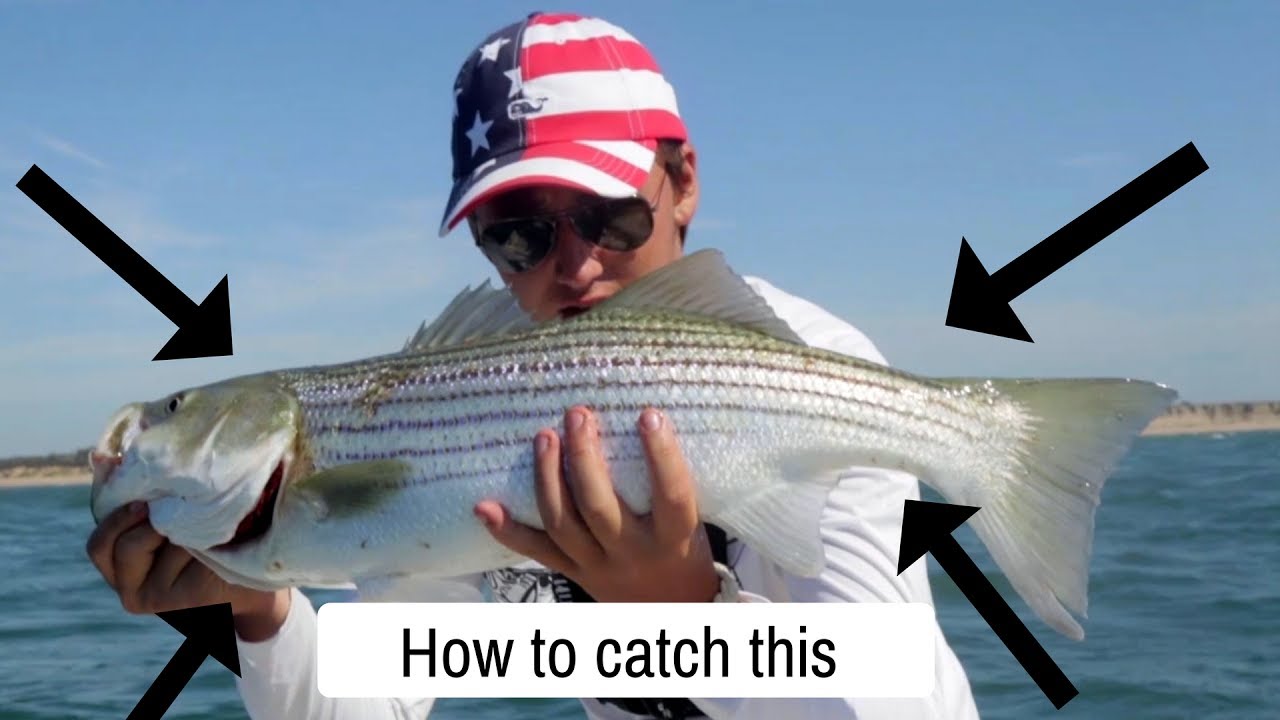 How to catch MONSTER striped bass from (BOAT or SHORE) video