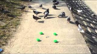 鳥が逃げる「sairen」忌避剤の効果の実証