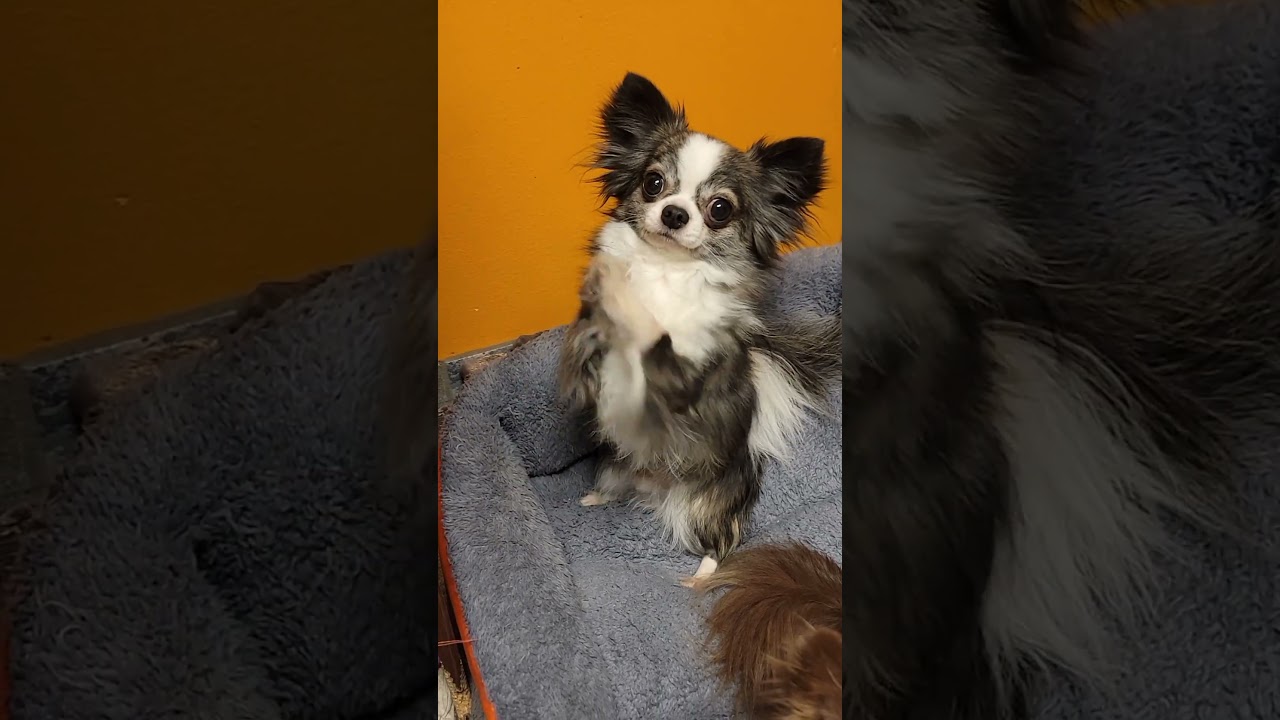 Look how fast him's little feets go 🥰 