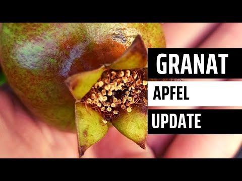 Video: Wie man Granatapfelfrüchte erntet: Wann man Granatäpfel erntet
