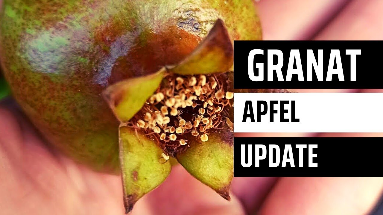 Granatapfel ernten: So erkennst du den richtigen Zeitpunkt
