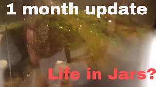 A Natural Ecosphere | 1 month+ update - Still Full of Life!
