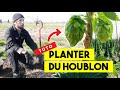 Guide pour planter du houblon avec douard hop