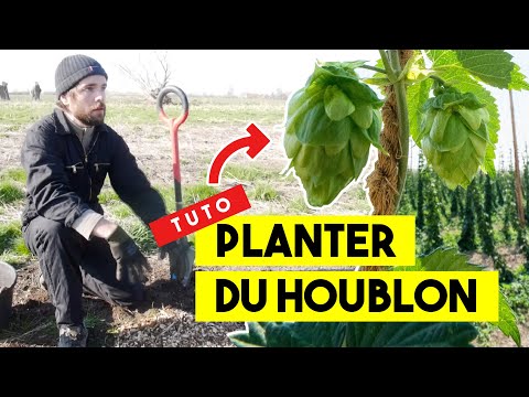 Vidéo: Espacement des plants de houblon : quelles sont les exigences d'espacement pour le houblon ?