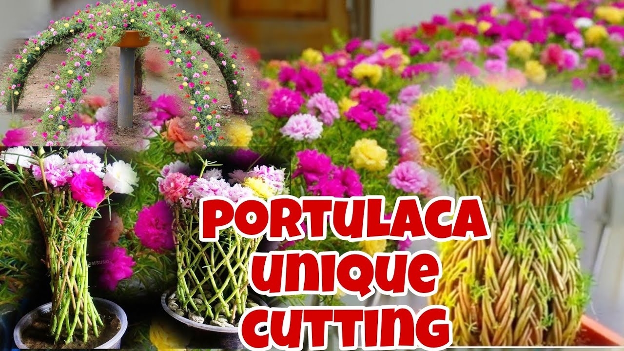 Amazing idea 9 o'clock grow from cutting || creative ideas to plant portulaca
