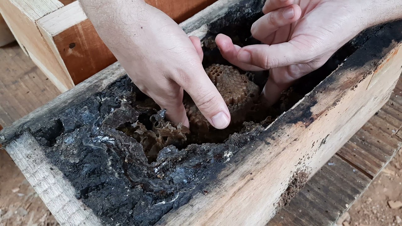 Divisão de Guaraipo (Melipona bicolor schencki) - Parte 3/Final (retirada dos discos e novo enxame)