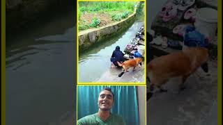 इमानदार कुत्ता❤️🐕 #viralreels #dogvideos #dog #animallovers #pets #lover #reels #explore #newreel
