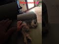 Dog #love 🐶#happy relax #puppy#dog #naxbiggio74 @naxBiggio74MEF3