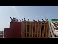 طلقتهم ماعاد المسخوطة 